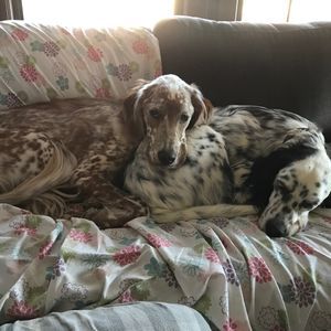 Meet your Posher, Scully remy